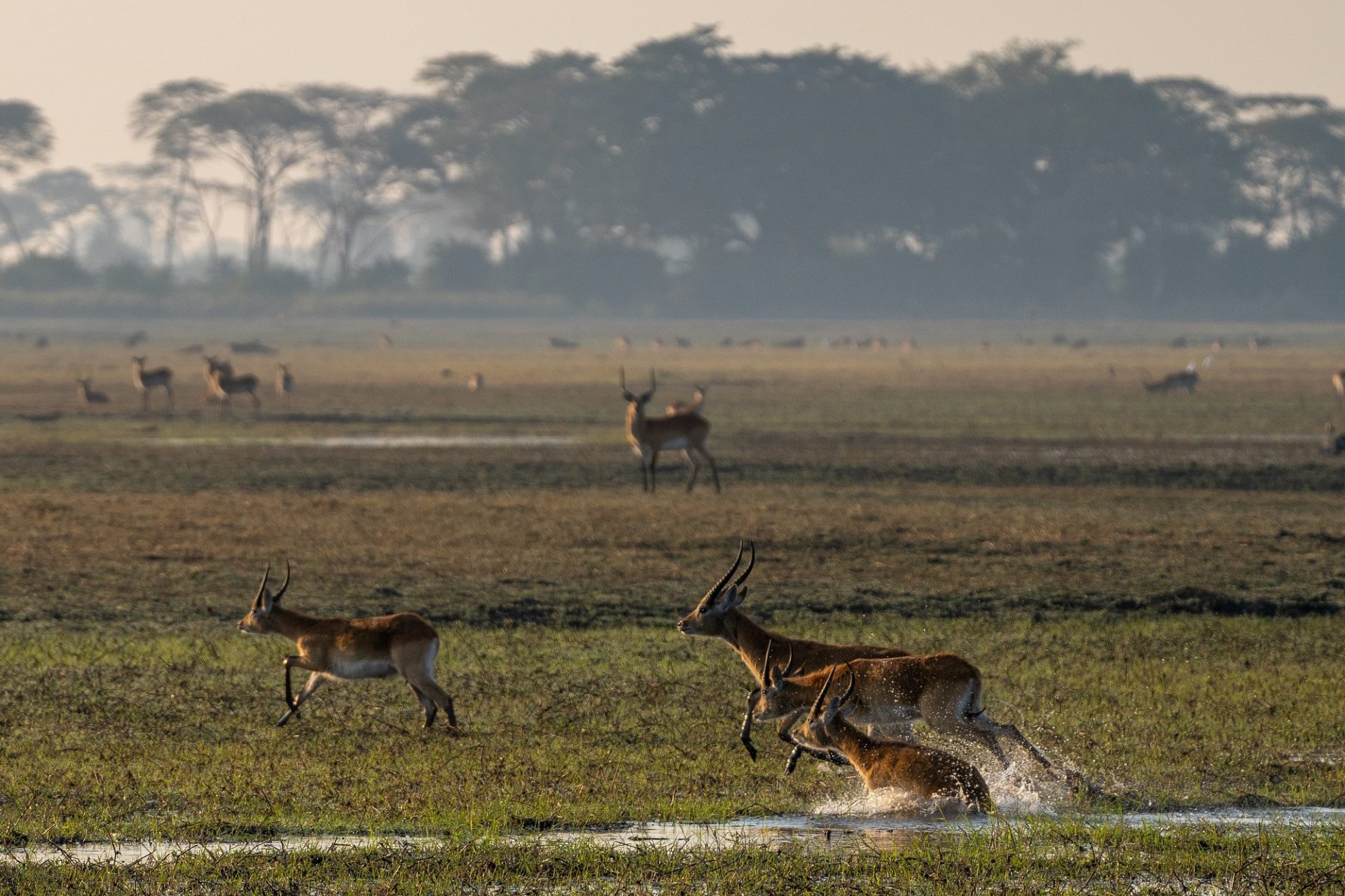 Red lechwe jumping over streams in Busanga Plains