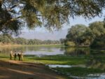 People on a guided walking safari next to the Lower Zambezi River, which is one of the exciting Zambian safari experiences