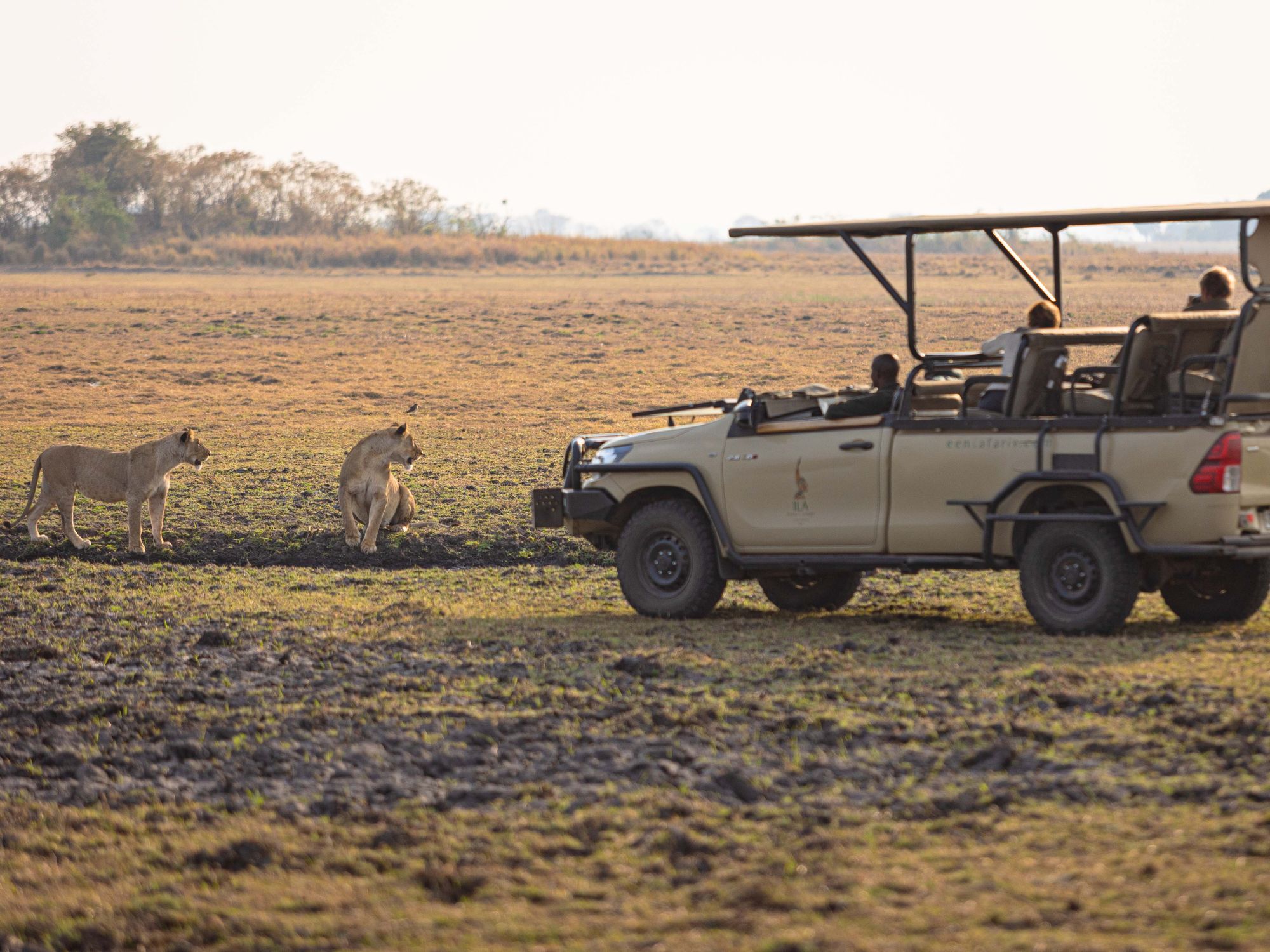 People on a game drive vehicle, which is a classic Zambian safari experience, look at two lions on plains