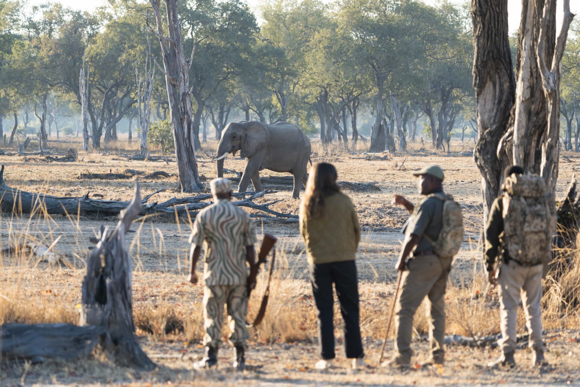 Guide, scout and guest pausing on foot as an elephant feeds ahead on a South Luangwa walking safari