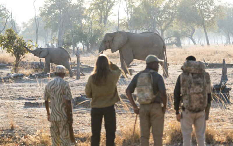 Walking Safari vs Game Drive: Which Is Right for You?