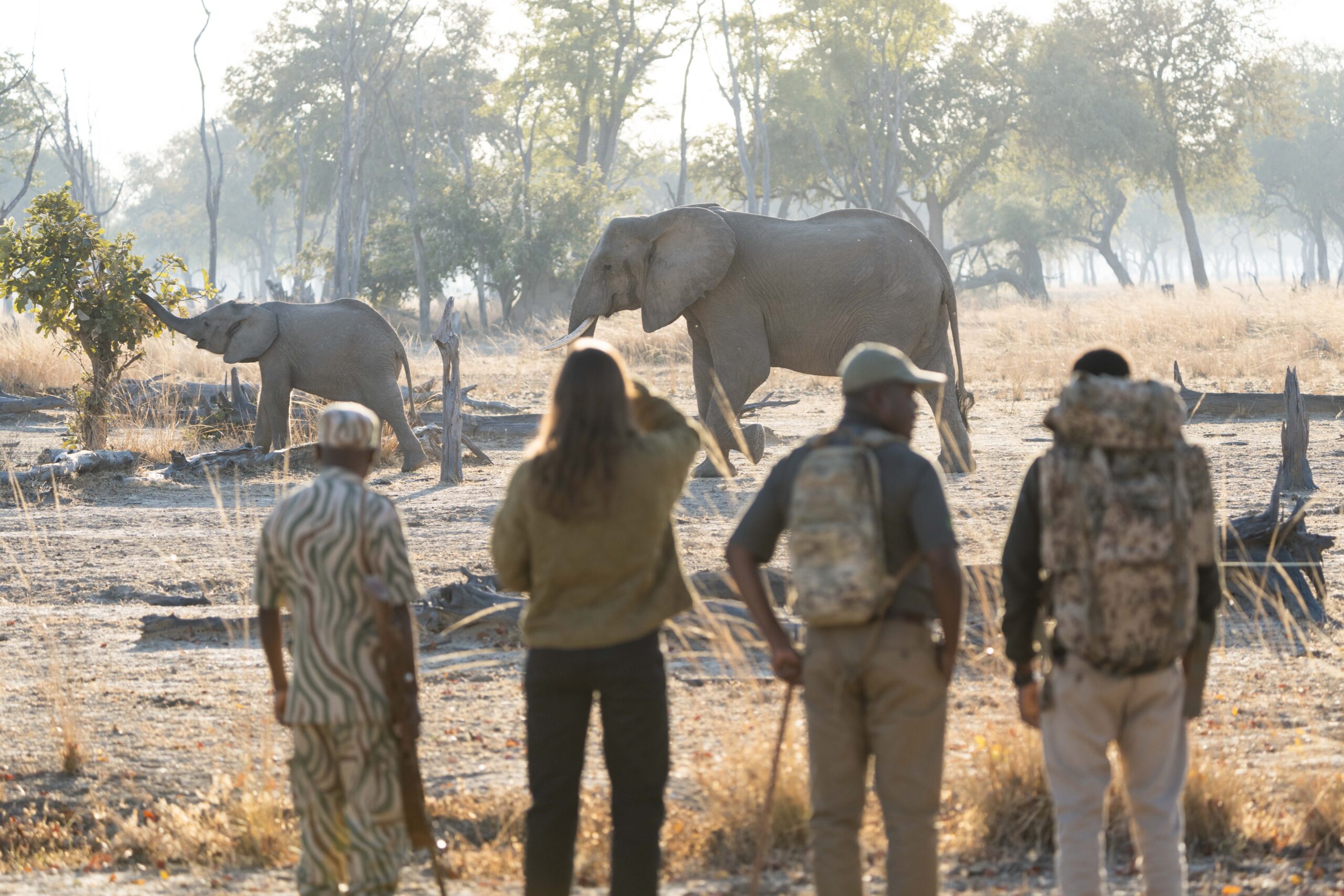 Guests on a walking safari with their guide and scouts at Shawa Luangwa Camp, watching elephants in South Luangwa National Park