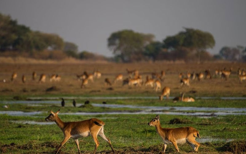 7 reasons why Zambia should be your next safari