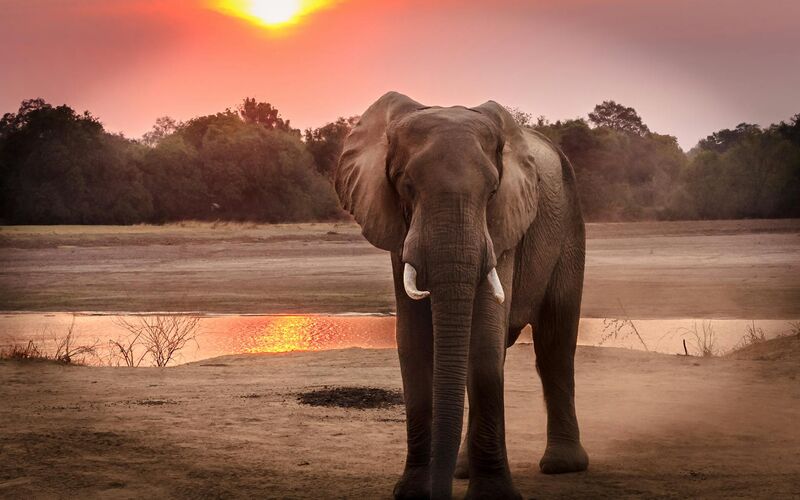 New ATTA® Report Reveals How Today's Global Tourism Trends Originated in Africa
