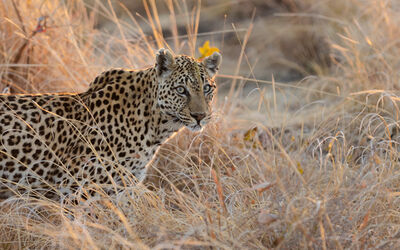 Leopard | Ila Wildlife