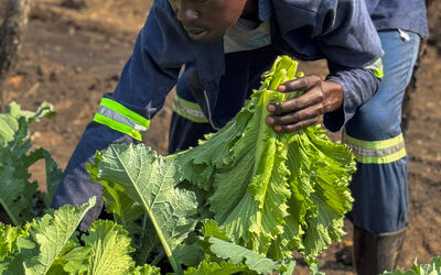 Ila Community Farm