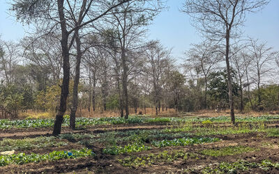 Ila Community Farm