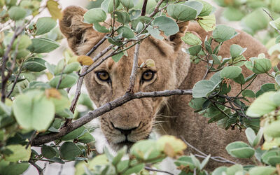 Lion | Ila Wildlife