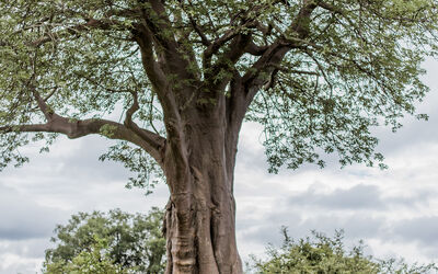 Dining | Ila Safari Lodge