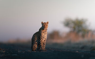 Leopard | Ila Wildlife