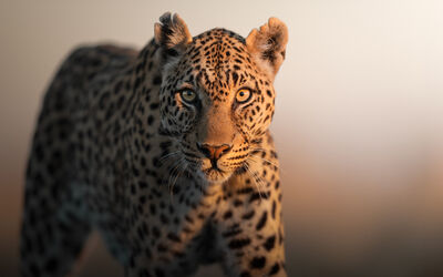 Leopard | Ila Wildlife