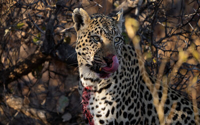 Leopard | Ila Wildlife