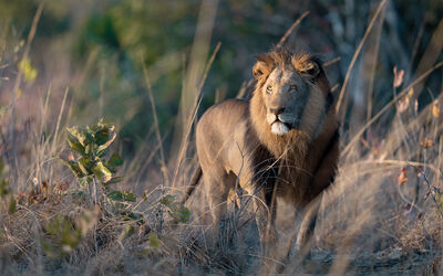 Lion | Ila Wildlife