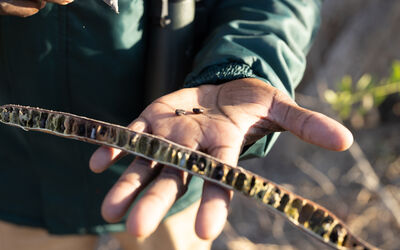Walking Safari | Ila Activities