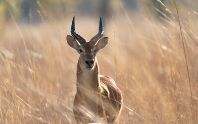 Puku | Ila Wildlife