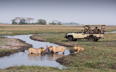 Game Drive | Chisa Busanga Activities