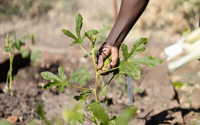 Garden | Tongabezi Lodge