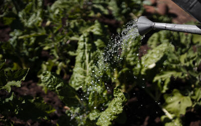 Garden | Tongabezi Lodge