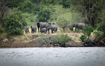 Green Safaris