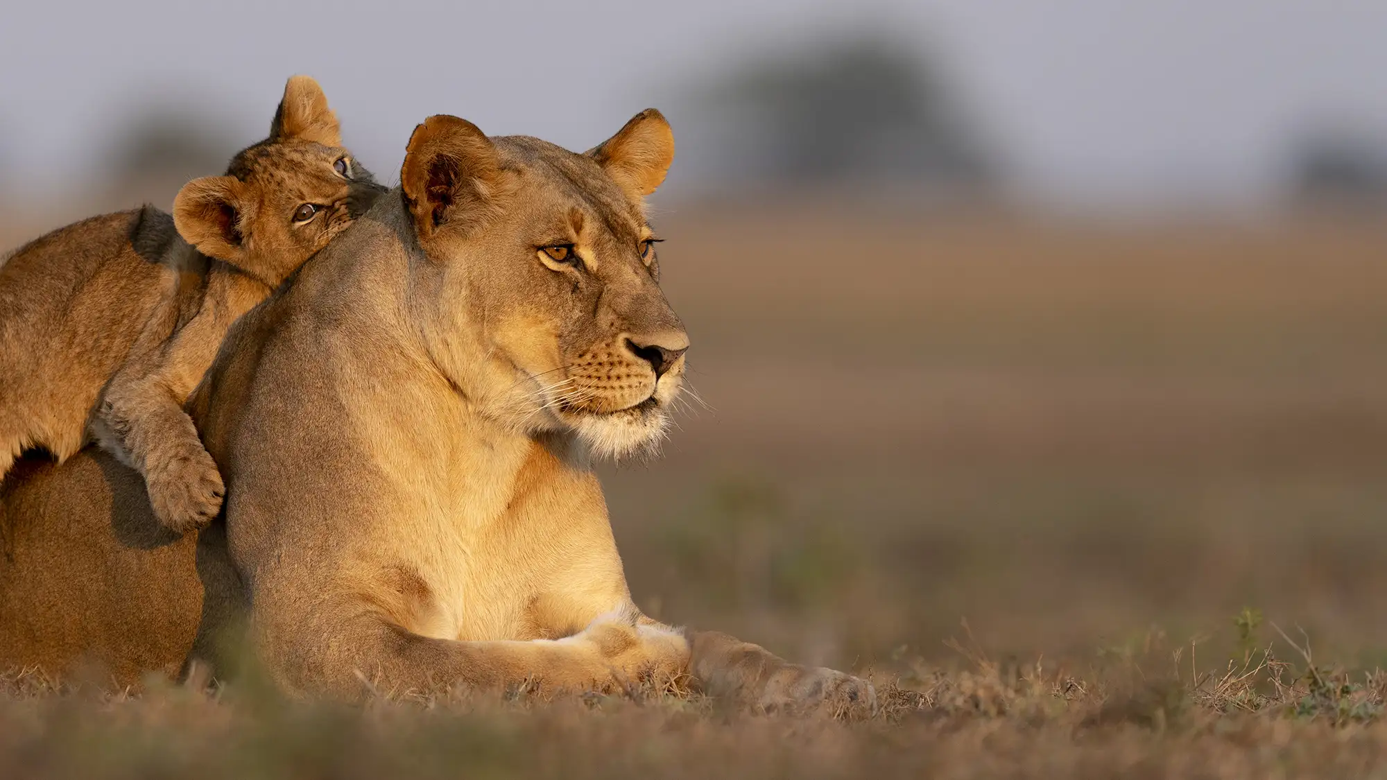 Green Safaris