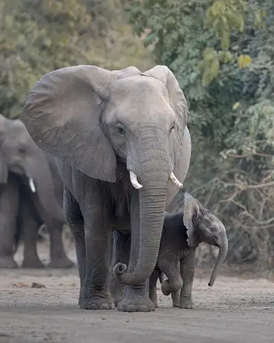 Wildlife