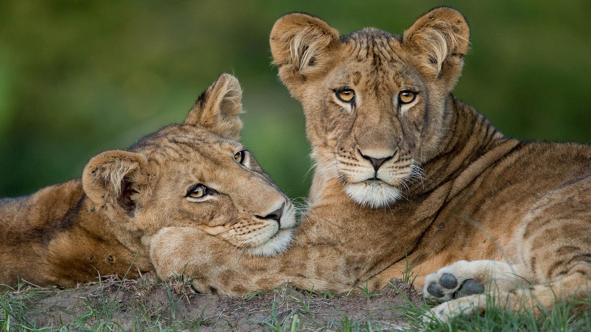 Kafue National Park Zambia Green Safaris Kafue National Park Zambia Green Safaris